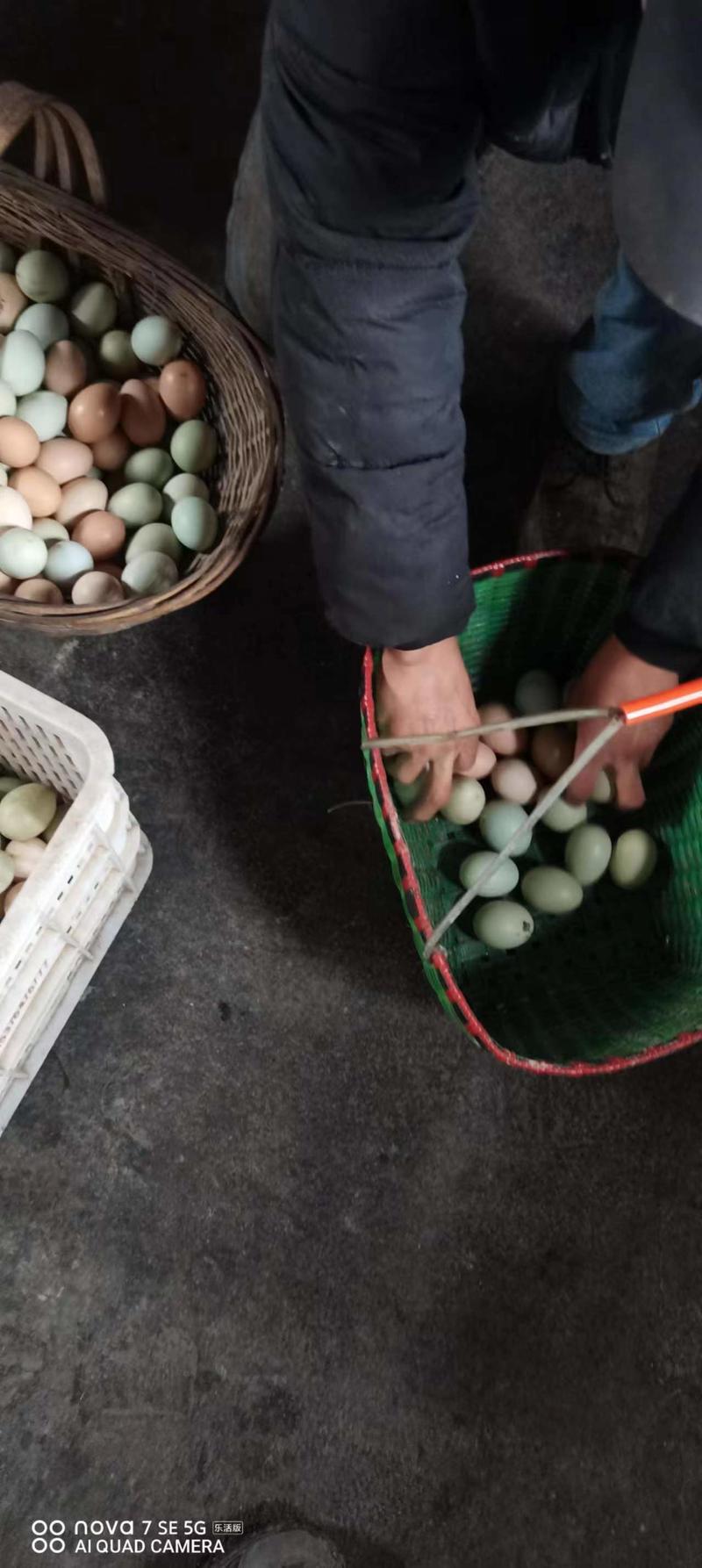 浙江金华土鸡蛋养殖，品质保证，一手货源，欢迎来电咨询