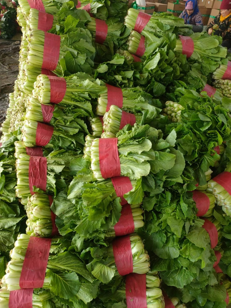 【牛商推荐】优质小白菜基地直发可供商超市场