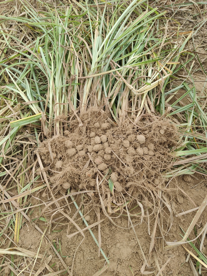 油莎豆河南商丘基地供货质量保证，价格公道，欢迎电联采购