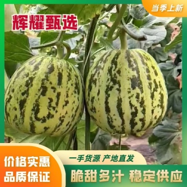 花美人甜瓜花蕾甜瓜甜度高，口感好，保熟保甜供应全国