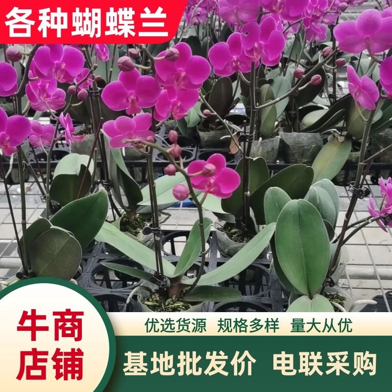 广东兰花，蝴蝶兰，满天红，基地直供，品质保证，价格美丽