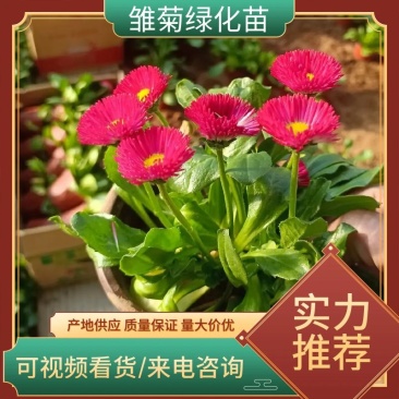 【精品推荐】雏菊绿化工程用苗，欢迎大家来采购洽谈