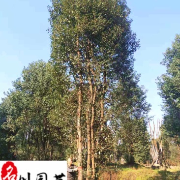 出售精品香樟树8-20公分香樟特惠供应四川苗木基地