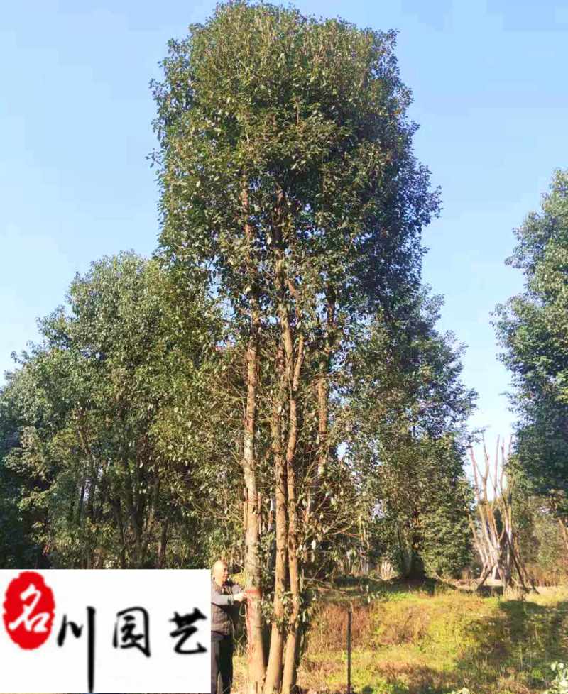 出售精品香樟树8-20公分香樟特惠供应四川苗木基地
