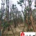 出售精品香樟树8-20公分香樟特惠供应四川苗木基地