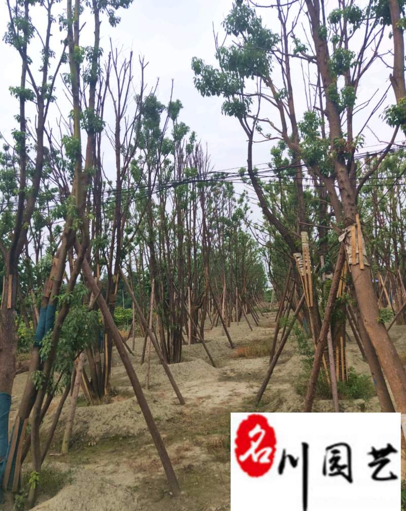 出售精品香樟树8-20公分香樟特惠供应四川苗木基地