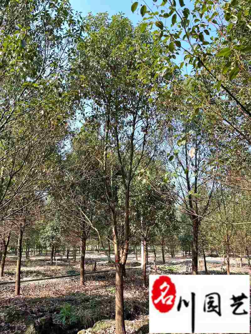 出售精品香樟树8-20公分香樟特惠供应四川苗木基地
