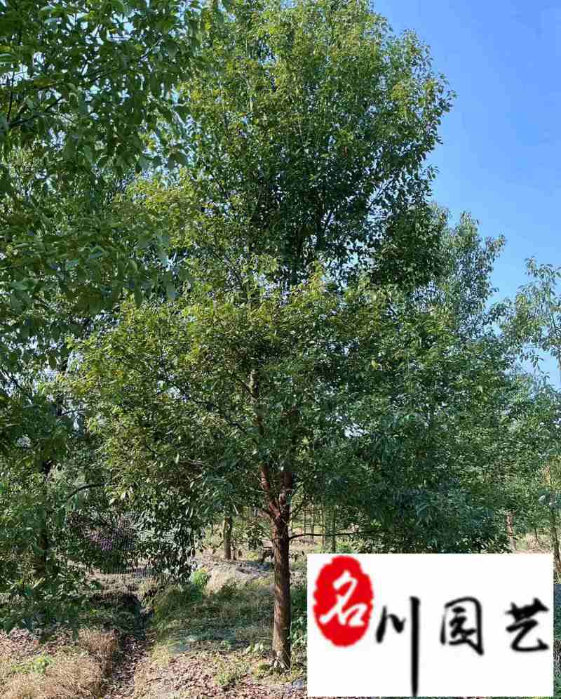 出售精品香樟树8-20公分香樟特惠供应四川苗木基地