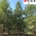 出售精品香樟树8-20公分香樟特惠供应四川苗木基地