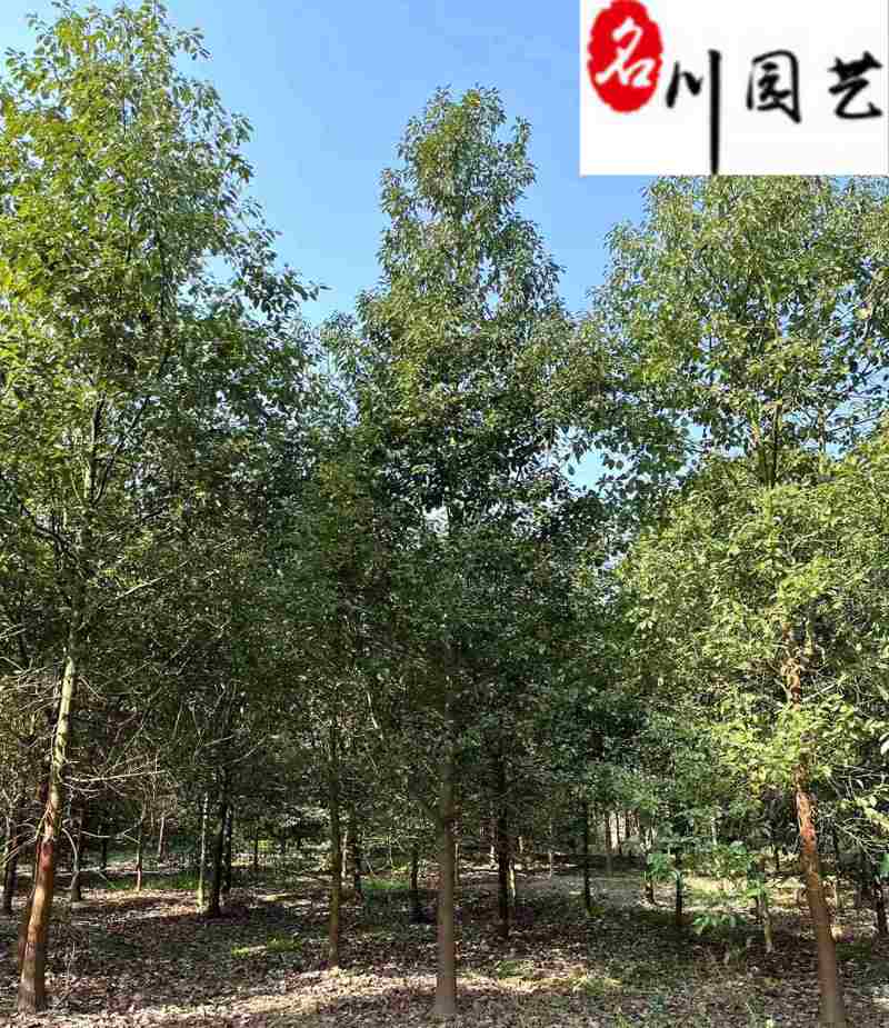 出售精品香樟树8-20公分香樟特惠供应四川苗木基地