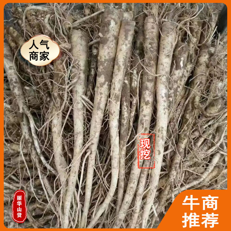 桔梗种苗根苗桐柏桔梗苗一年两年桔梗苗质量条形好成活高