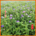 桔梗种苗根苗桐柏桔梗苗一年两年桔梗苗质量条形好成活高