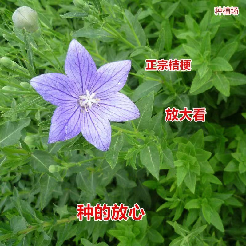 桔梗种苗根苗桐柏桔梗苗一年两年桔梗苗质量条形好成活高
