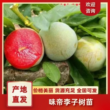 新品种特大青皮红心李子树苗味帝李子苗嫁接苗南方北方种植