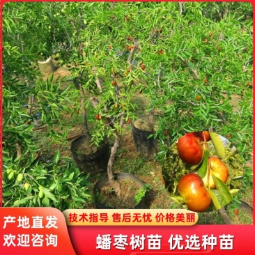 嫁接枣树苗，蟠枣树苗，盆栽地栽枣树苗，当年结果盘龙枣苗