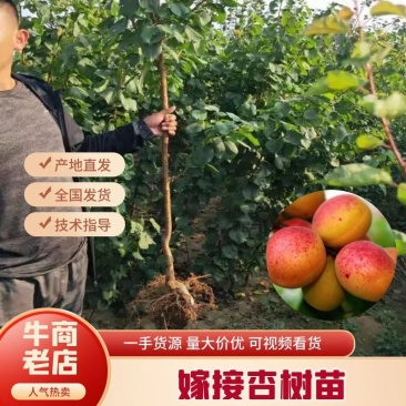 嫁接杏树苗，甜杏苗特大巨蜜王，荷兰香蜜杏，金太阳杏树苗