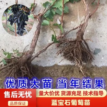 甜蜜蓝宝石葡萄苗，新品种嫁接果树，大苗盆栽地栽，当年结