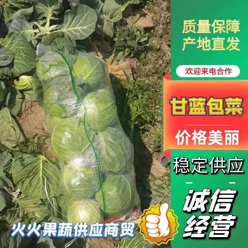 【精品】湖北圆包甘蓝，货源足质量好，物流方便