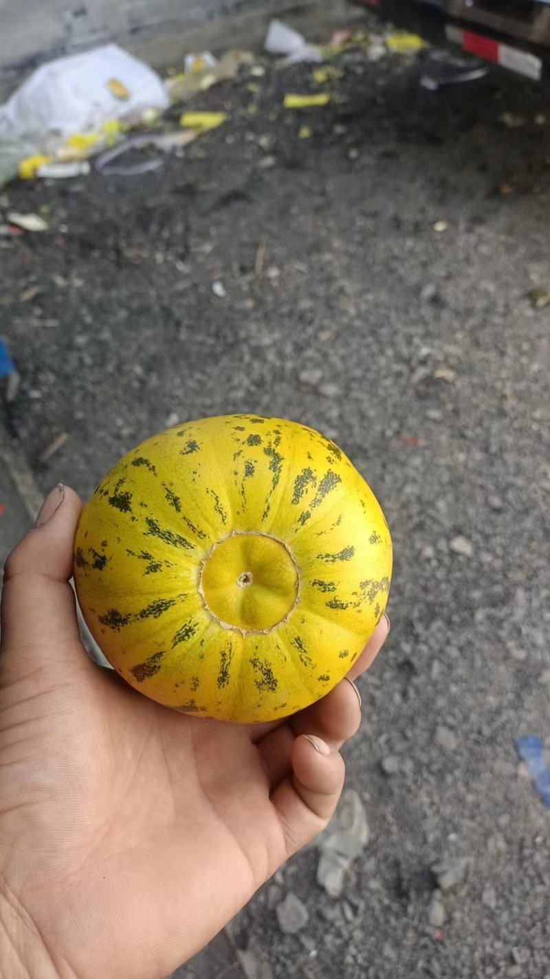 花美人甜瓜万亩甜瓜基地直发花蕾甜瓜产地直发欢迎咨询