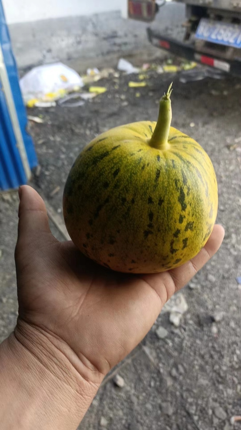 花美人甜瓜万亩甜瓜基地直发花蕾甜瓜产地直发欢迎咨询