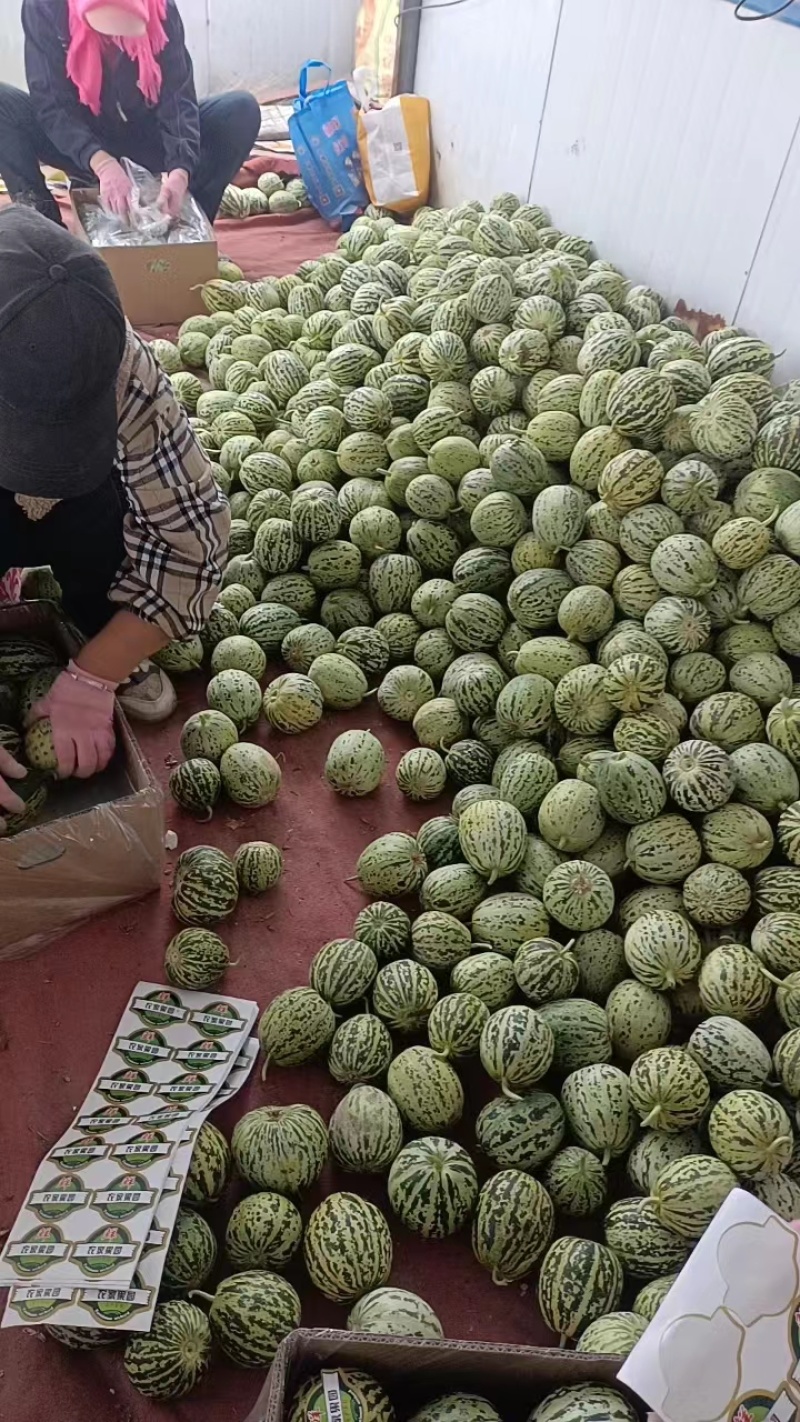 花美人甜瓜万亩甜瓜基地直发花蕾甜瓜产地直发欢迎咨询