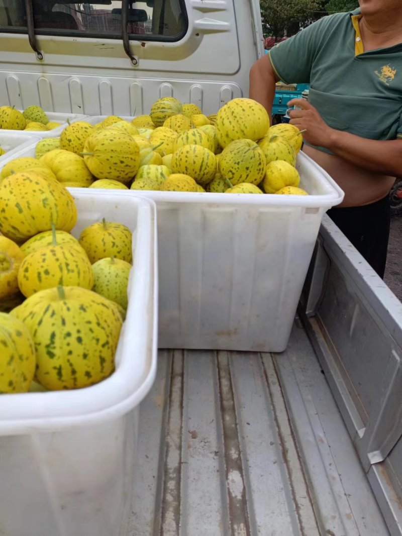 花美人甜瓜万亩甜瓜基地直发花蕾甜瓜产地直发欢迎咨询