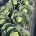 中甘27甘蓝种子卷心菜种籽秋播圆球形早熟基地品种