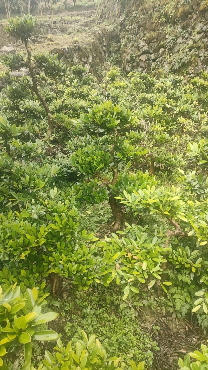 【中华蚊母】优质供货电商，根系发达，价格优惠，厂家一手货