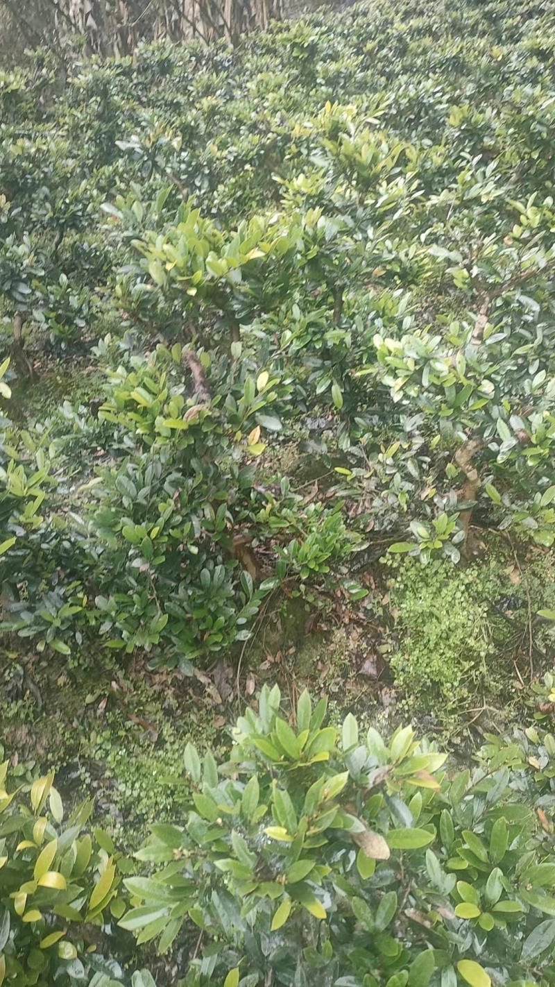 【中华蚊母】优质供货电商，根系发达，价格优惠，厂家一手货