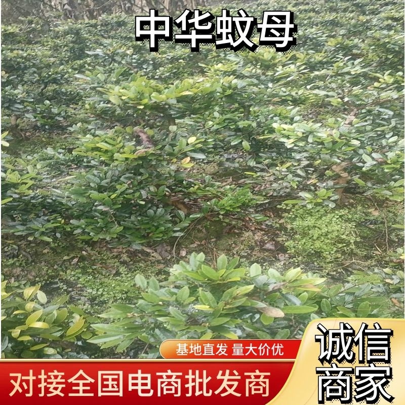 【中华蚊母】优质供货电商，根系发达，价格优惠，厂家一手货