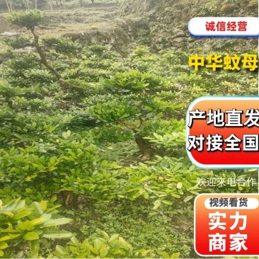 【中华蚊母】优质供货电商，根系发达，价格优惠，厂家一手货