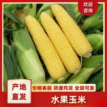 【热卖中】优选徐闻水果玉米甜玉米电商货市场货一条龙服务