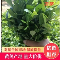 卫茅苗大量供应，绿化工程苗，基地直发一手货源