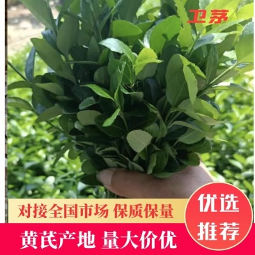 卫茅苗大量供应，绿化工程苗，基地直发一手货源