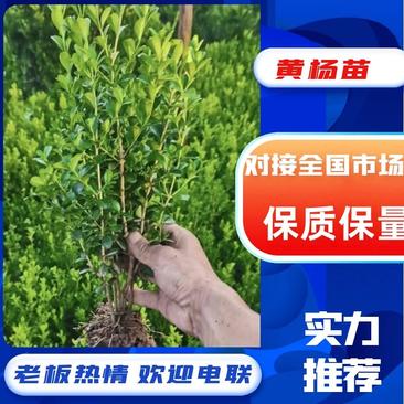 【牛商推荐】黄杨苗绿化工程苗自家苗圃育苗基地直发包技术