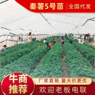 秦薯5号原原种红薯苗，短蔓型红薯【基地直供】