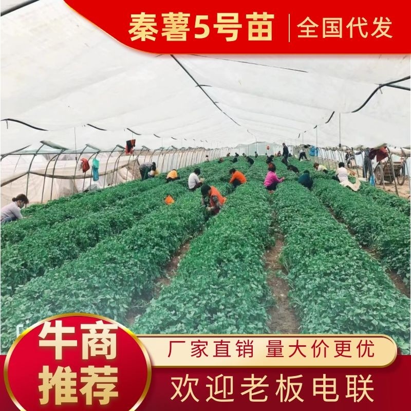 秦薯5号原原种红薯苗，短蔓型红薯【基地直供】