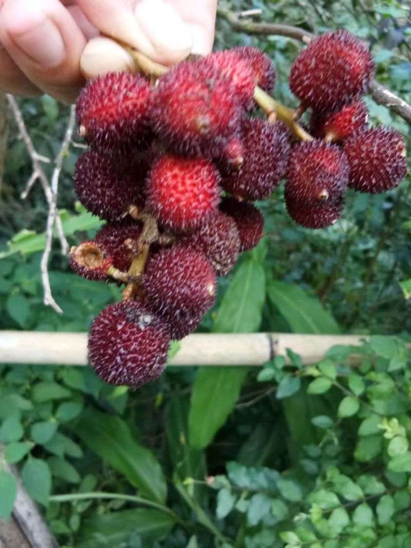 广西蒙山砂仁苗药材种苗，源地苗种1-2年苗，品质保证