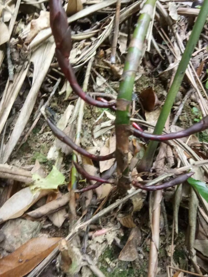 广西蒙山砂仁苗药材种苗，源地苗种1-2年苗，品质保证