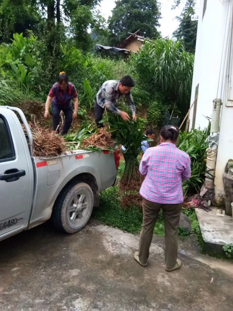 广西蒙山砂仁苗药材种苗，源地苗种1-2年苗，品质保证