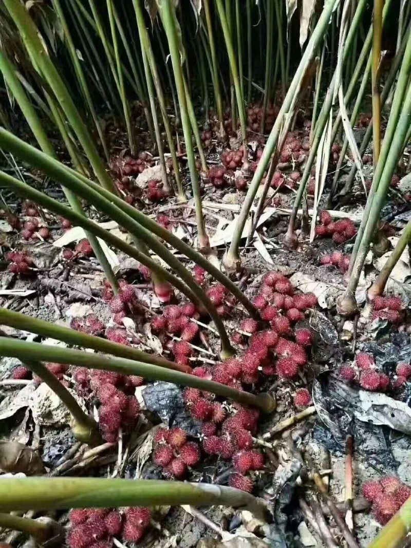 广西蒙山砂仁苗药材种苗，源地苗种1-2年苗，品质保证