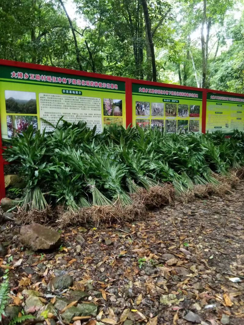 广西蒙山砂仁苗药材种苗，源地苗种1-2年苗，品质保证