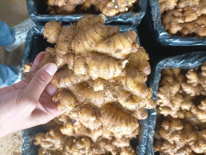 贵州小黄姜精品生姜供应全国市场商超来电洽谈