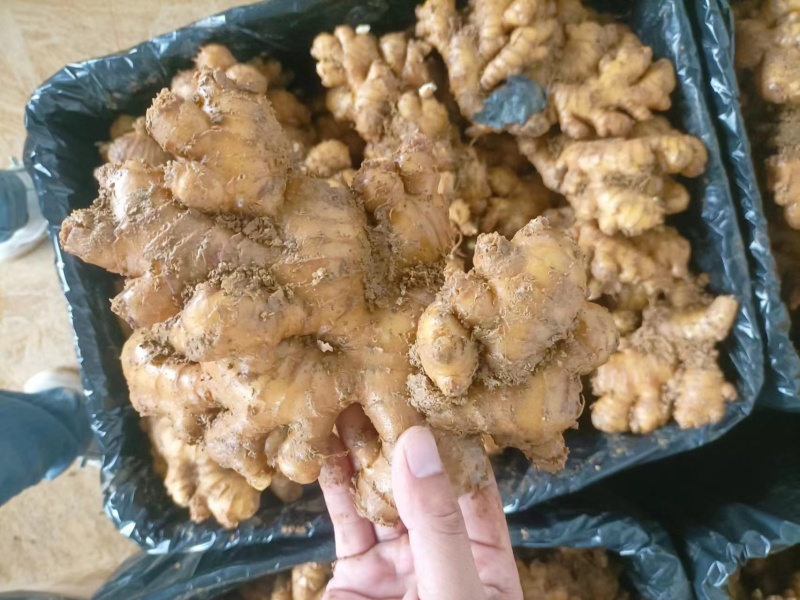 贵州小黄姜精品生姜供应全国市场商超来电洽谈