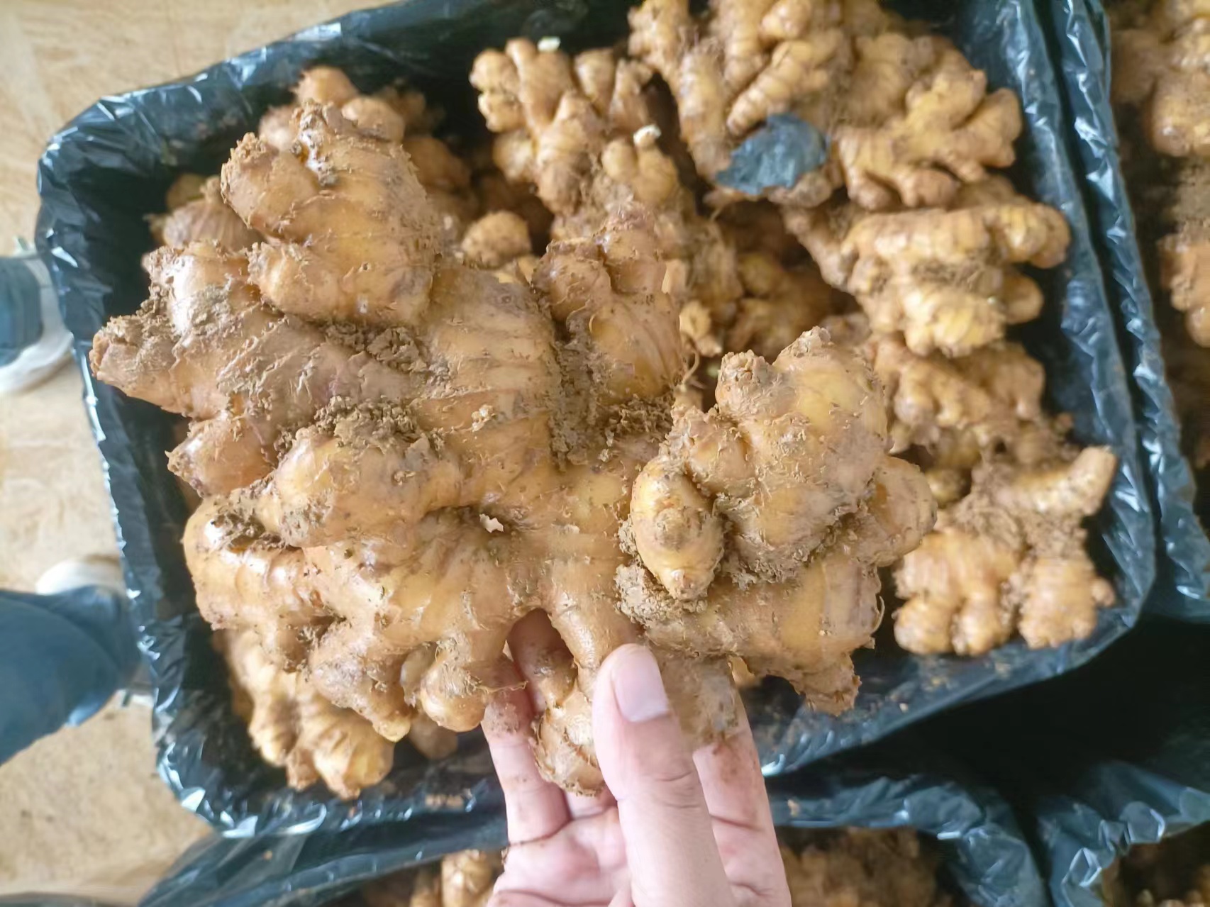 展示几种常见姜类植物的外观对比,包括大黄姜、南姜、生姜等 姜类植物对比图
