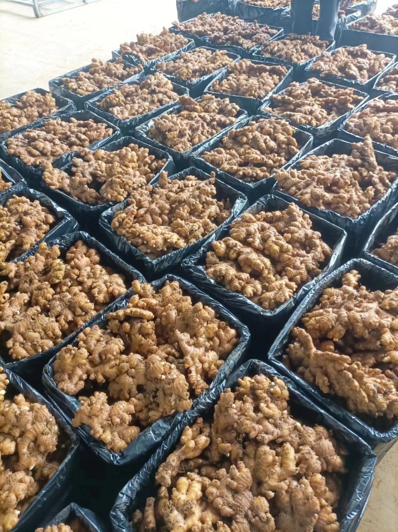 贵州小黄姜精品生姜供应全国市场商超来电洽谈