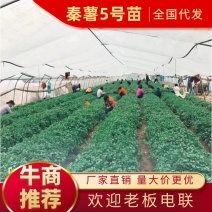 🇨🇳秦薯五号红薯苗、干面、无丝，短蔓型。