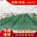 🇨🇳秦薯五号红薯苗、干面、无丝，短蔓型。