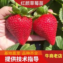 精选草莓苗红颜草莓苗脱毒苗大量上市可签合同存活率
