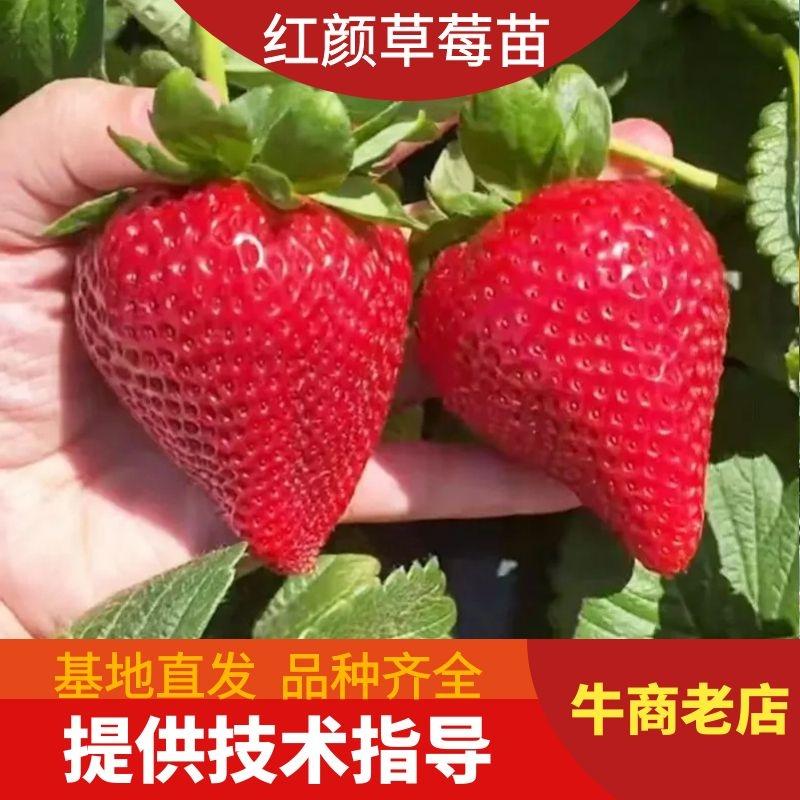 精选草莓苗红颜草莓苗脱毒苗大量上市可签合同存活率保障